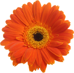 orange_gerbera