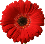 red_gerbera